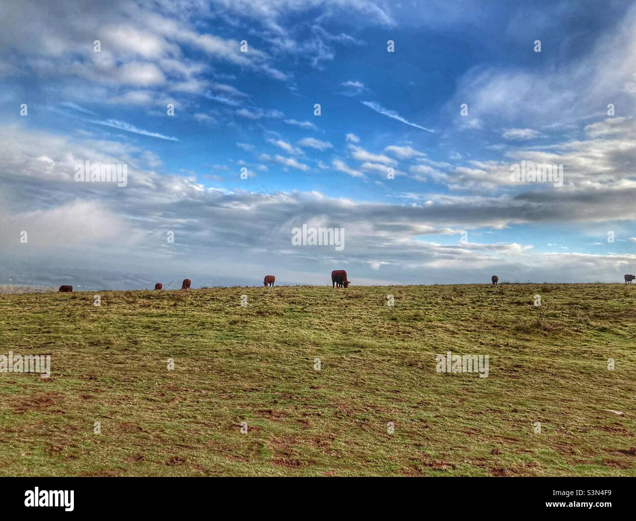 Cows on black down, Mendips Stock Photo