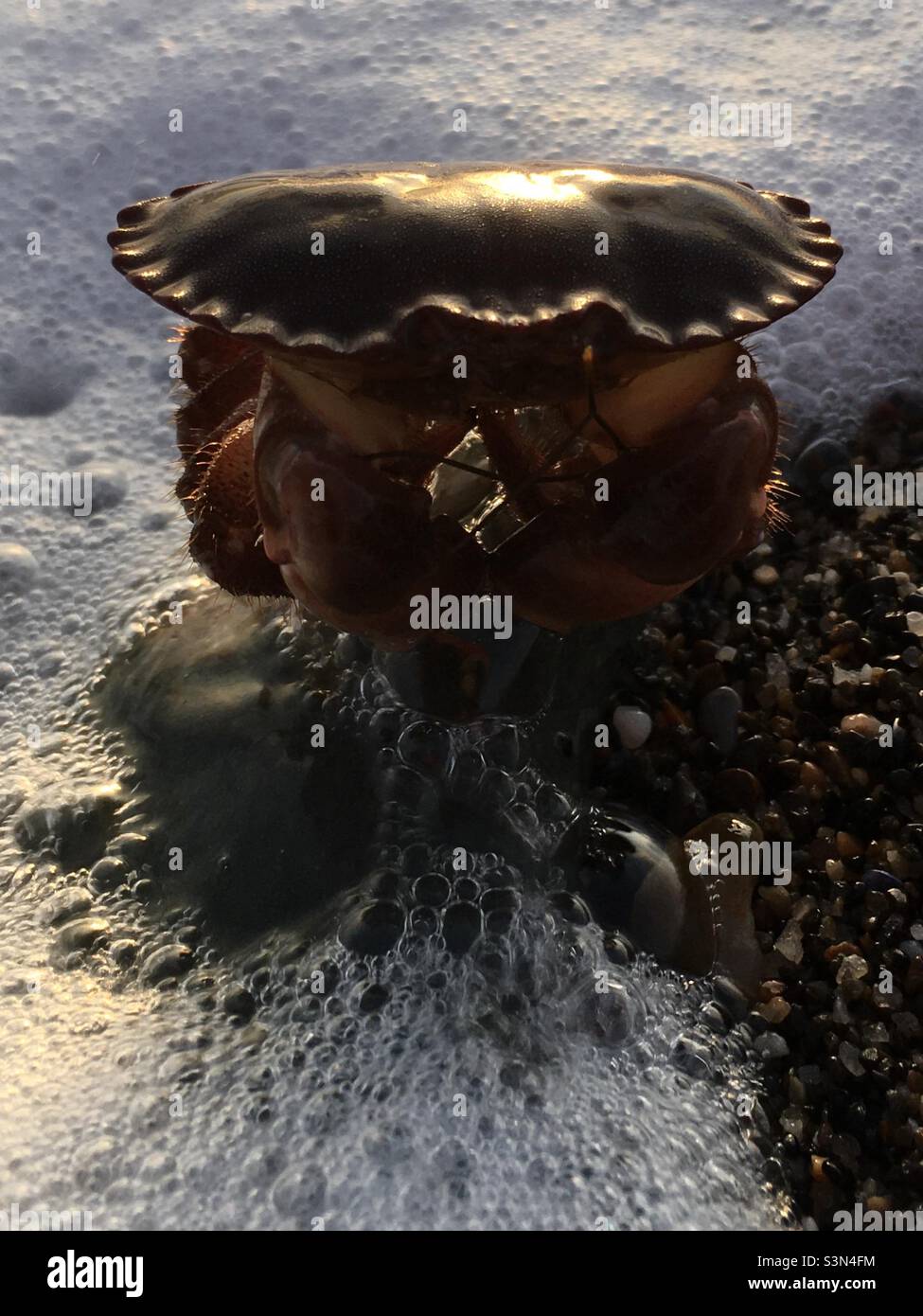 Crab, sunrise, sea, nature, beach , sea foam , sunlight - Smartphone Captured Stock Image