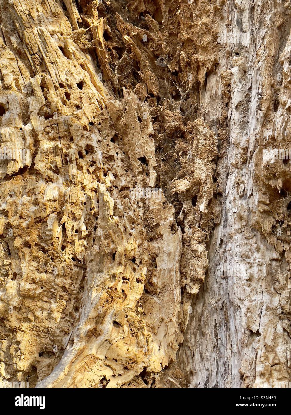 A section of a rotting tree with wormholes-abstraction - Smartphone Captured Stock Image