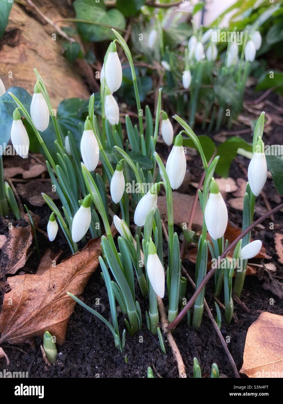 Snowdrops in Somerset, UK surrounded by dried leaves on woodland floor Stock Photo