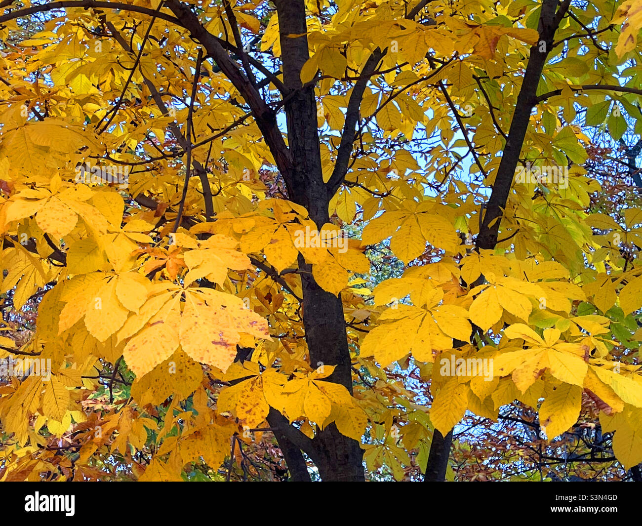 Deciduous tree in Autumn - Smartphone Captured Stock Image