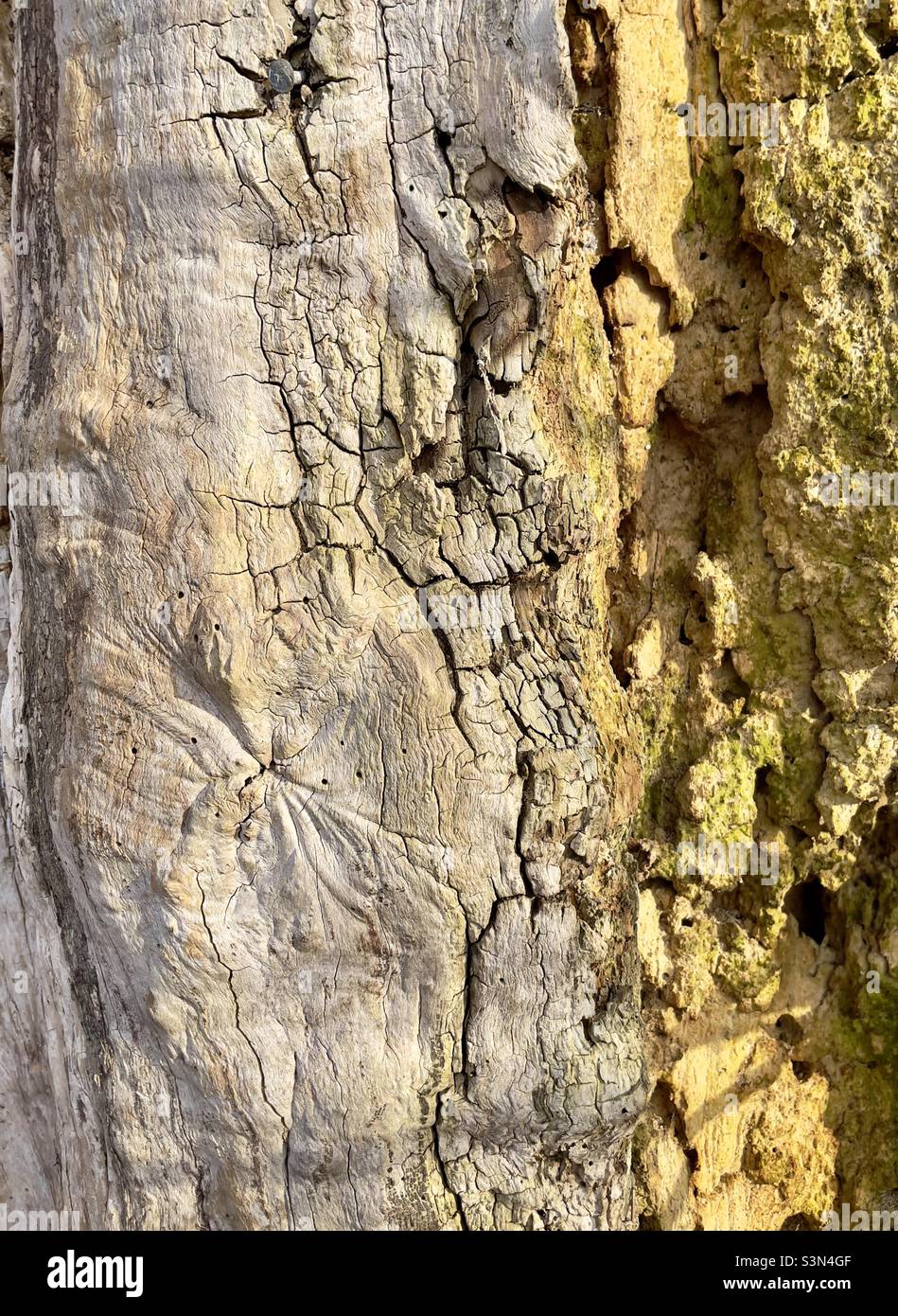A rotten tree beside the river in Worcester in close up - Smartphone Captured Stock Image