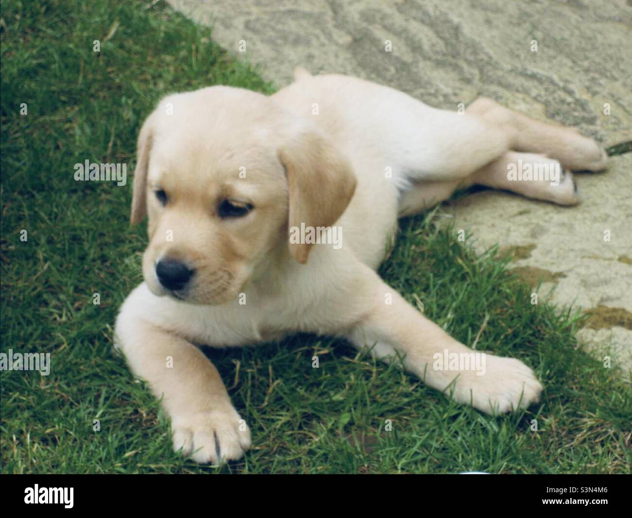 Golden Labrador puppy laying in the garden Stock Photo - Alamy
