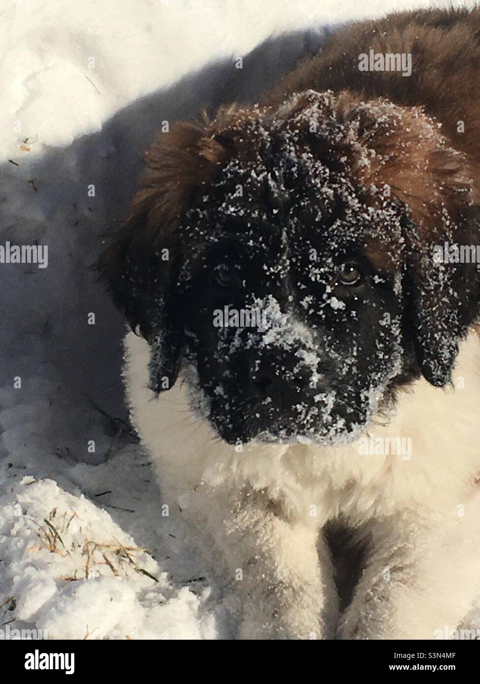 Saint Bernard puppy in the snow Stock Photo