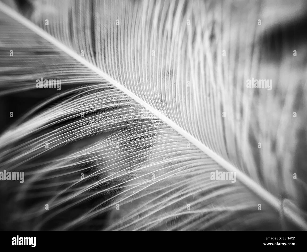 Macro photo of bird feather using copedvic macro attachment lens - Smartphone Captured Stock Image