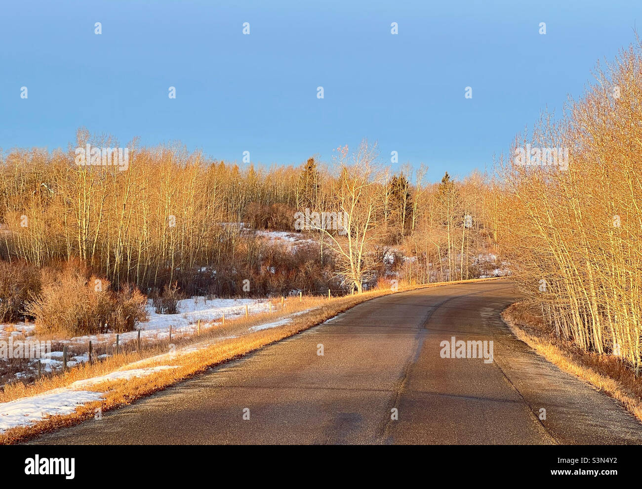 Golden winter morning light warming up the trees alongside a road in the foothills, near Calgary, Alberta, Canada. - Smartphone Captured Stock Image