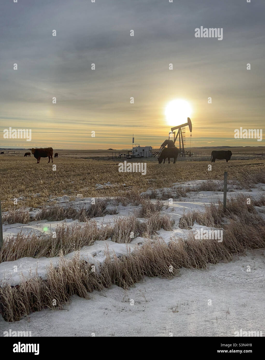 Morning sunlight over a typical Alberta winter scene, with snow, crop stubble, cows, and an oil pumpjack. A faint halo and sundog are also visible. Near Calgary, Alberta, Canada. - Smartphone Captured Stock Image