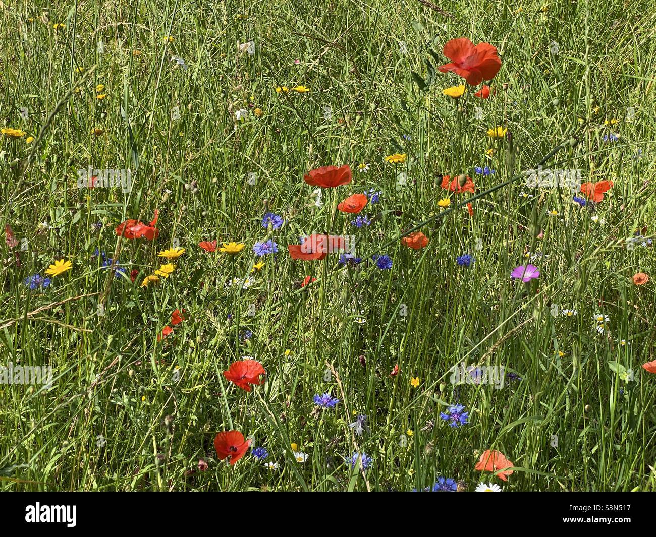 Natural background of a meadow with wild flowers Stock Photo