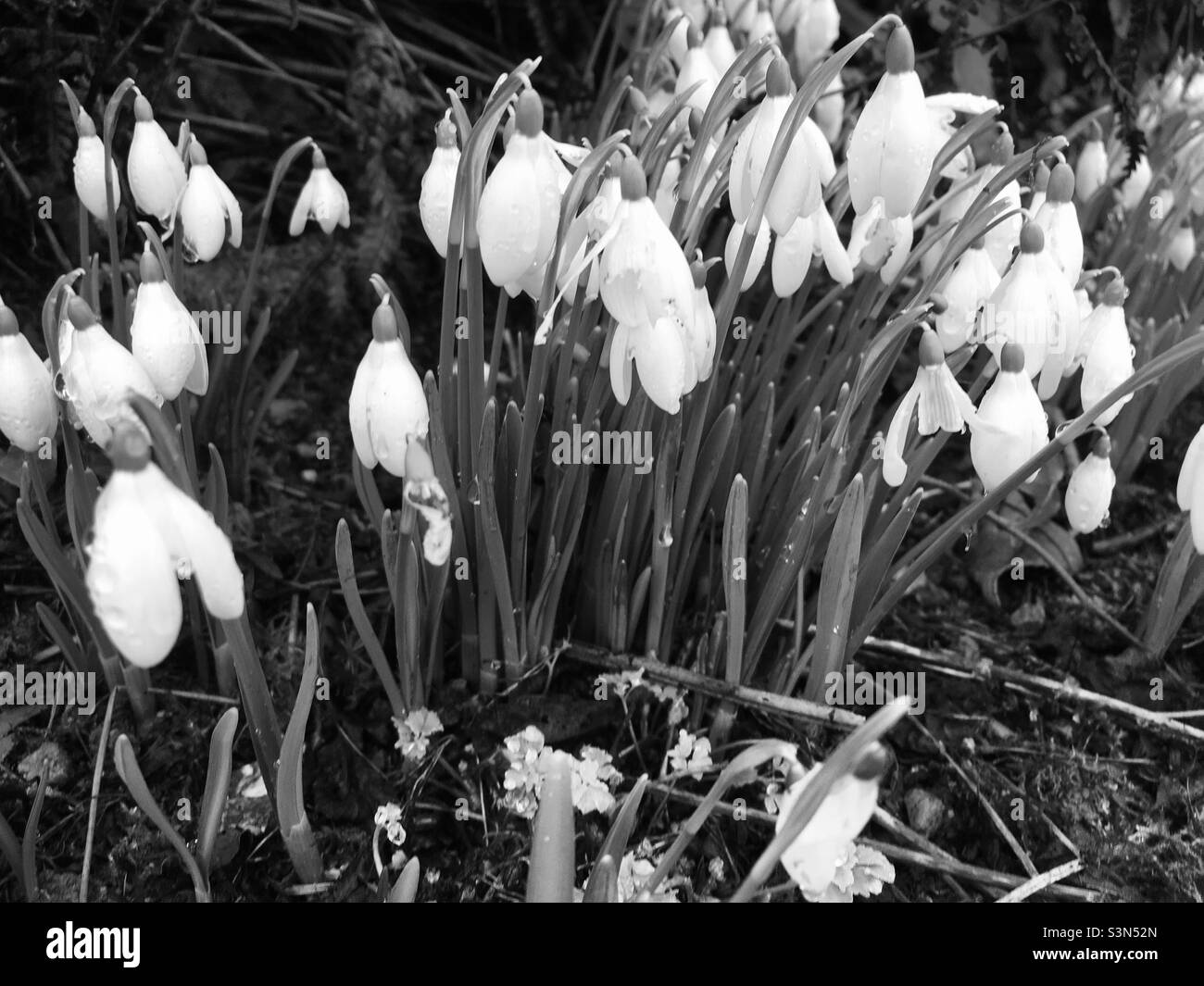 Snowdrops (galanthus) in black and white Stock Photo