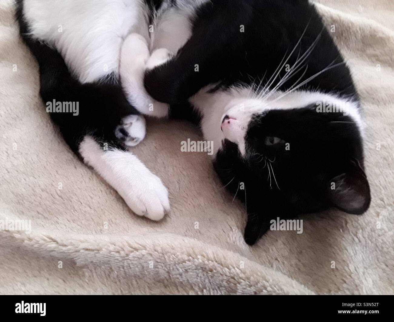 Black&white cute cat bedtime Stock Photo Alamy