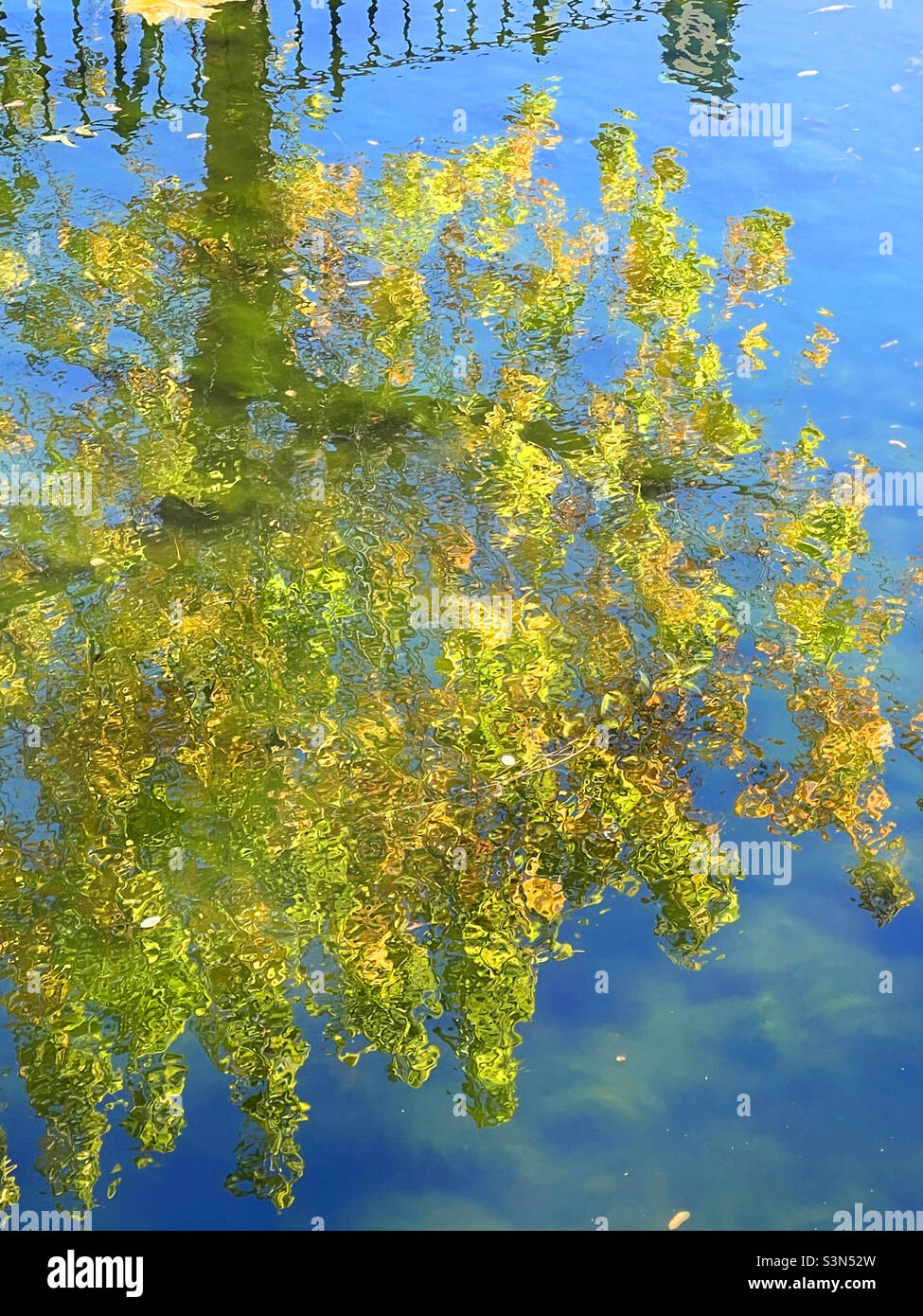 Tree reflection on water. - Smartphone Captured Stock Image