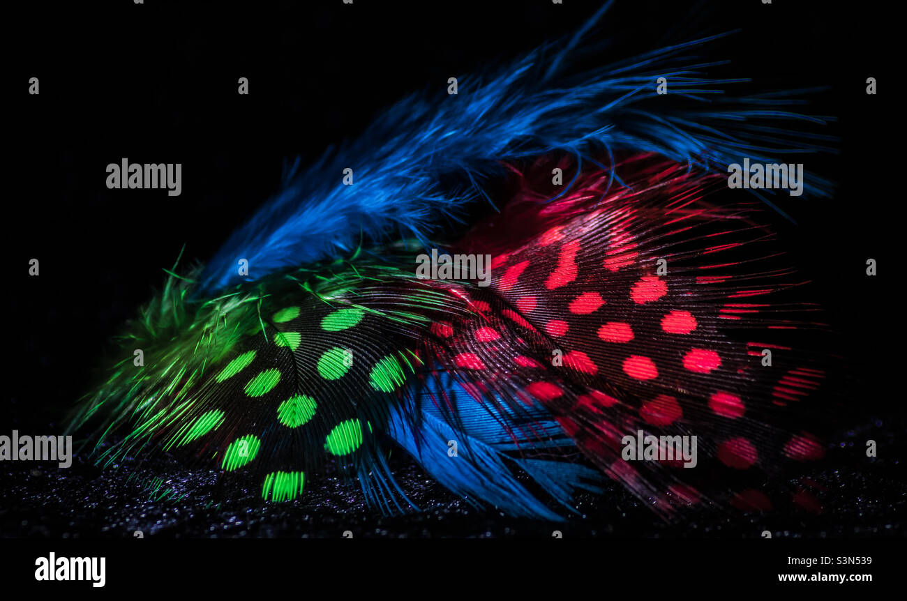 A clash of coloured feathers against a black background - Smartphone Captured Stock Image