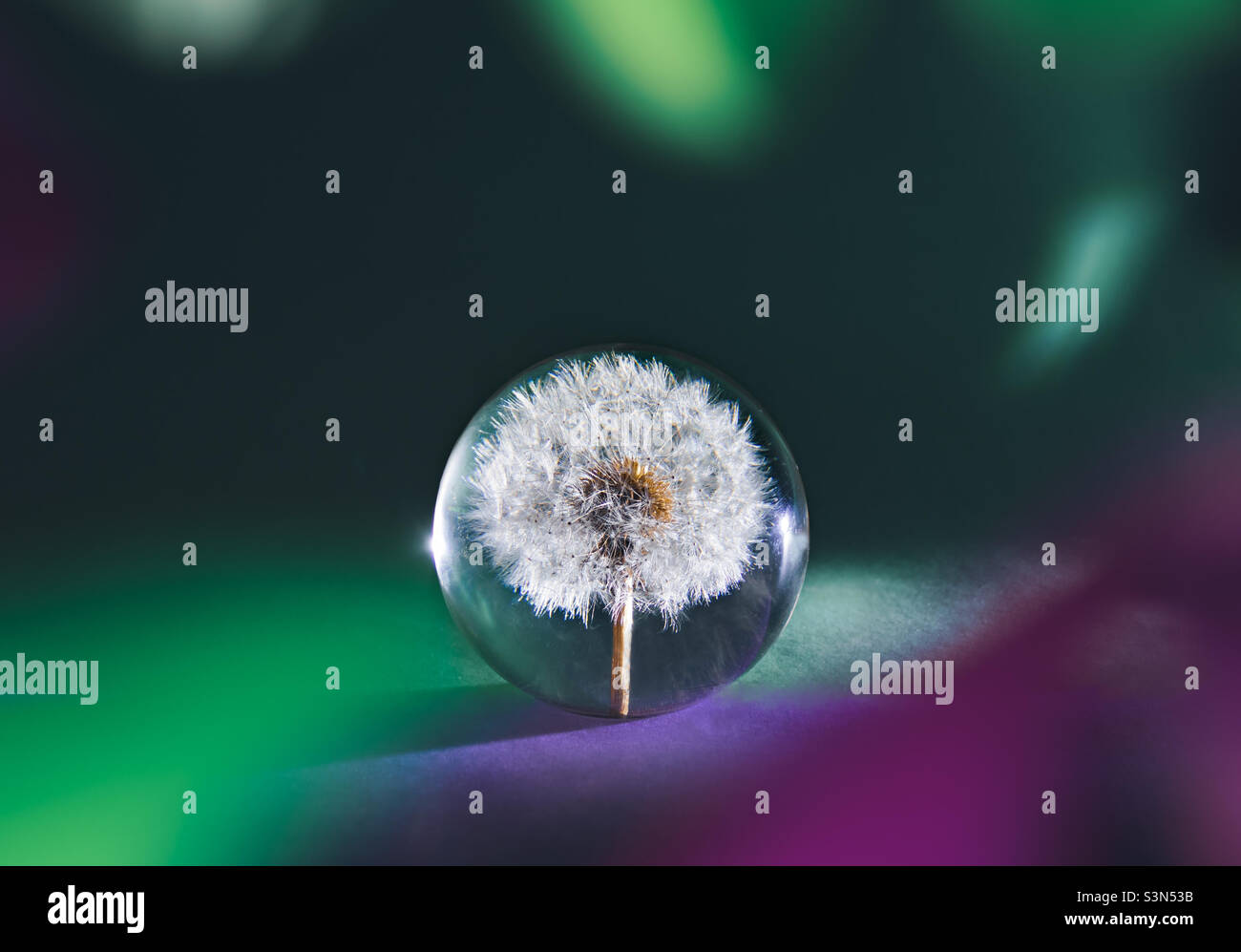 A dandelion clock, captured in resin, framed by coloured feather attached to the lens creating blurs of colour Stock Photo