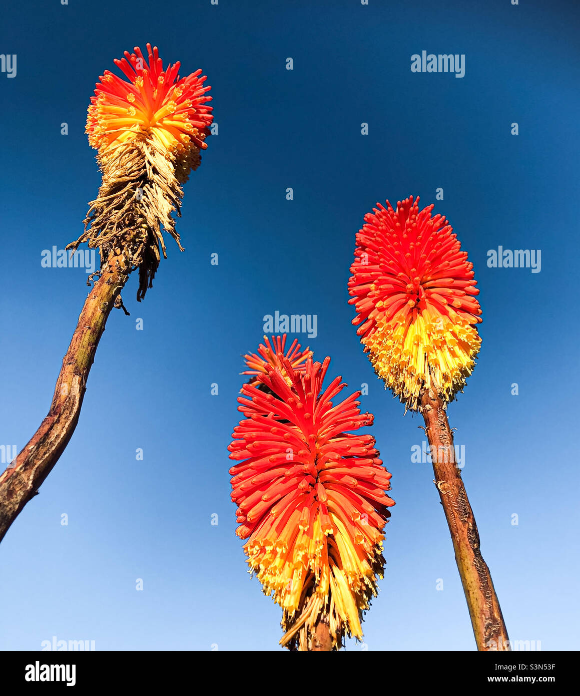 Red Hot Poker flowers in vibrant shades of red, orange and yellow are tall against the contrasting blue sky - Smartphone Captured Stock Image