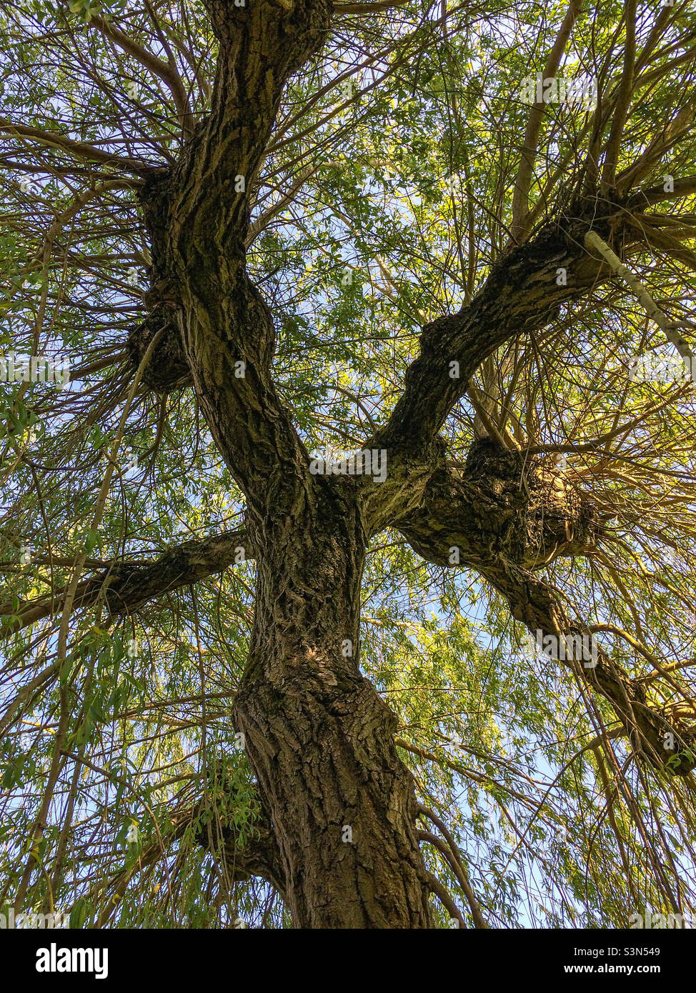 Spring Tree Trunk Tree trunk in Spring Stock Photo - Alamy