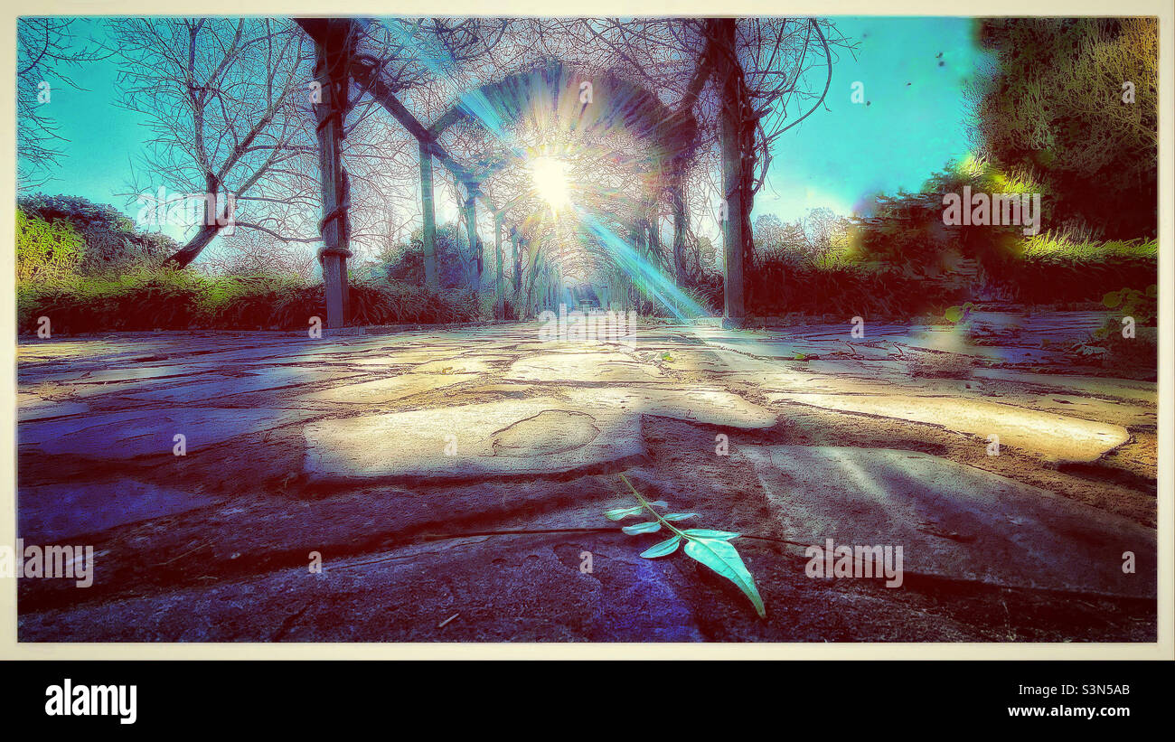 Fallen leaf in Peckham Rye park - Smartphone Captured Stock Image