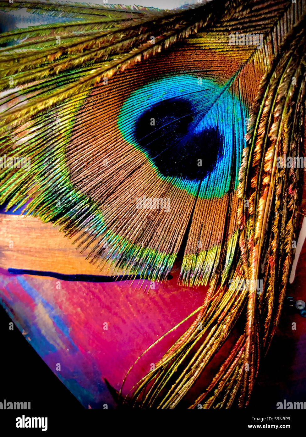 Peacock feather close-up Stock Photo