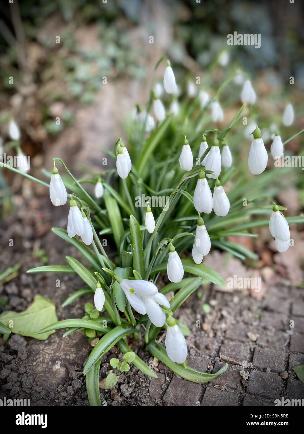 Spring snowdrops white flowers UK Stock Photo