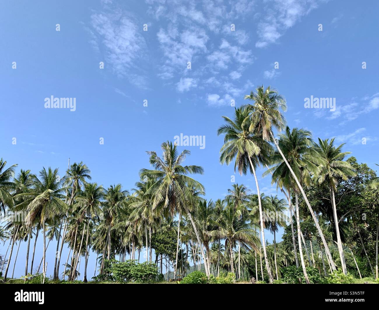 coconut trees in Redang Island Malaysia Stock Photo