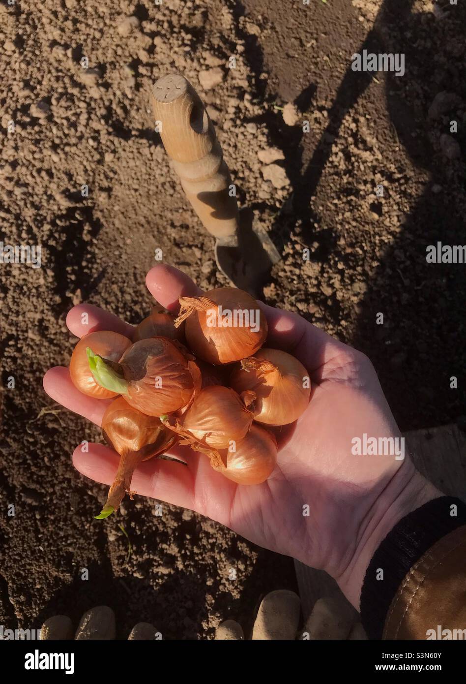 Planting shallot sets in a garden allotment in February 2022 in the UK - Smartphone Captured Stock Image