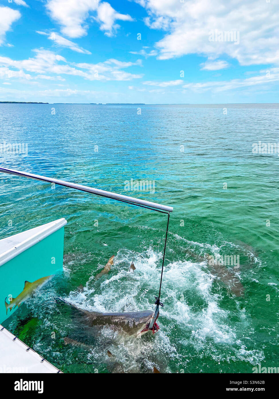 A shark off the side of the boat during a Key West Extreme Adventures boat tour in Key West, Florida on January 15, 2022. - Smartphone Captured Stock Image