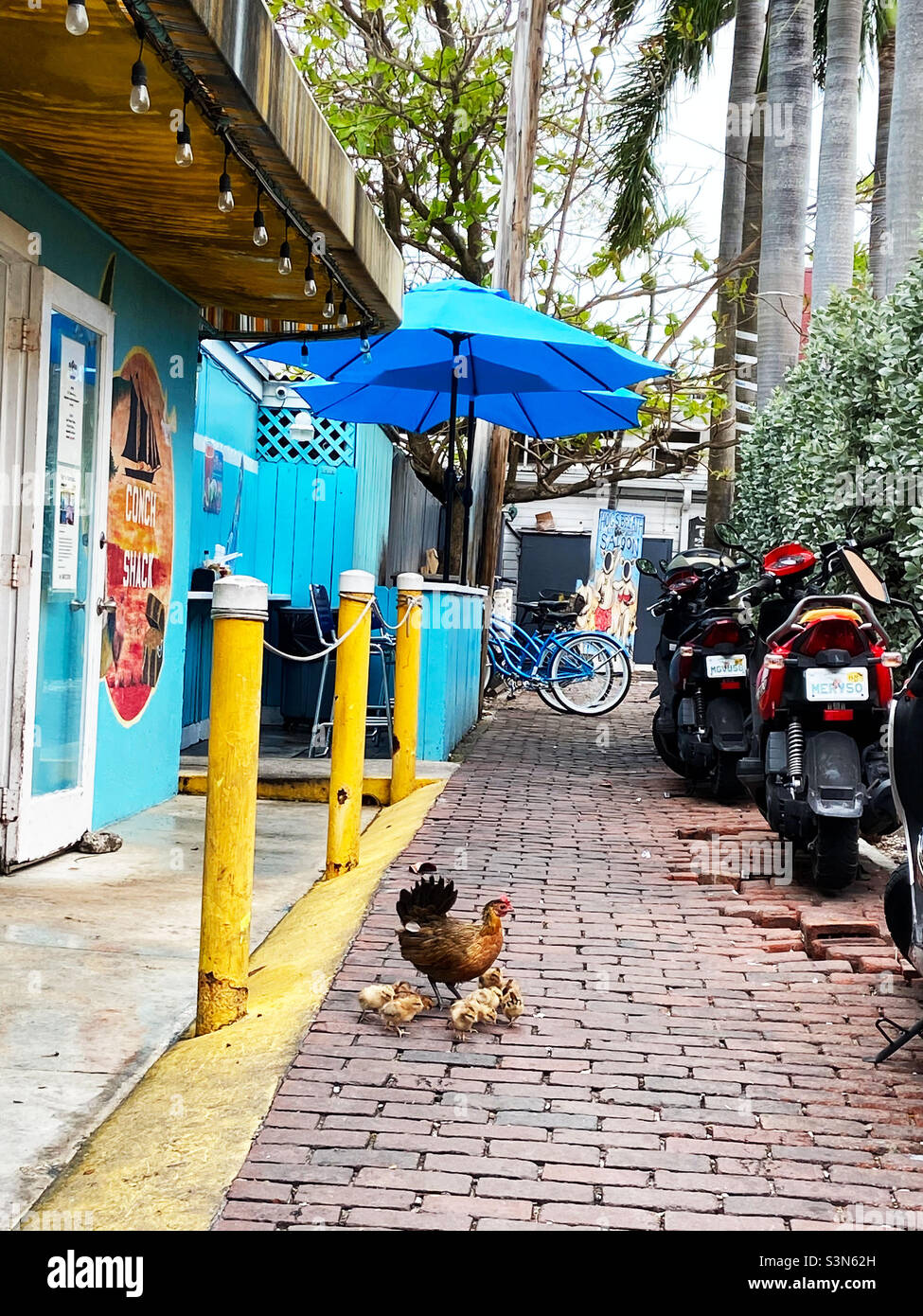 A chicken and her chicks on a cobblestone side street in Key West, Florida on January 16, 2022. - Smartphone Captured Stock Image