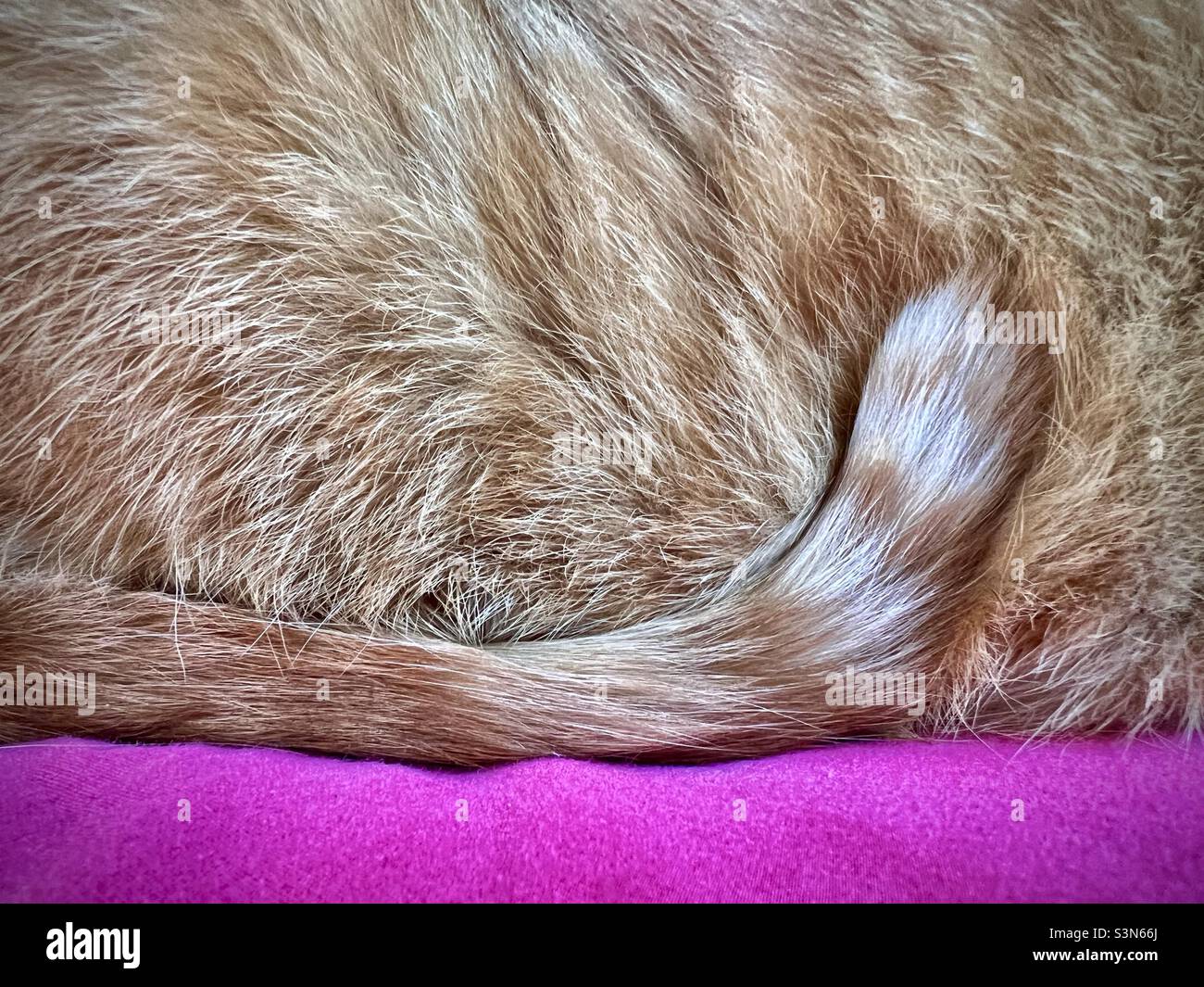 Orange cat napping  with tail curled up Stock Photo