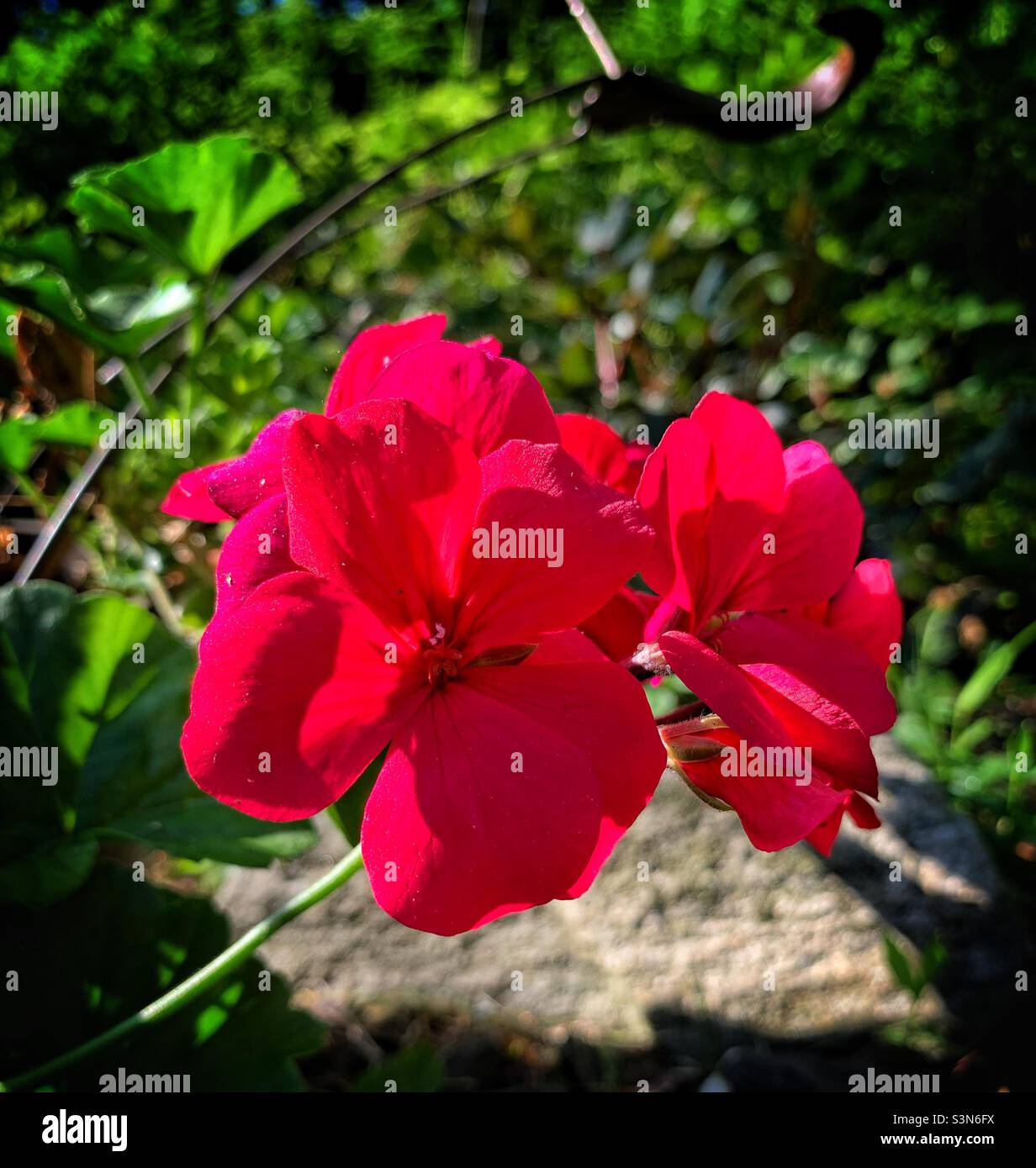 Flower blossoms of horseshoe geranium. - Smartphone Captured Stock Image