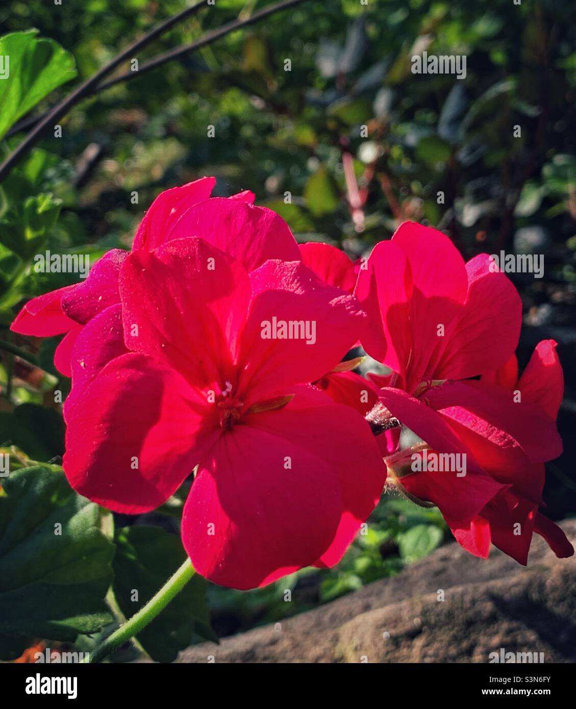 Beautiful flower blossoms of horseshoe geranium. - Smartphone Captured Stock Image