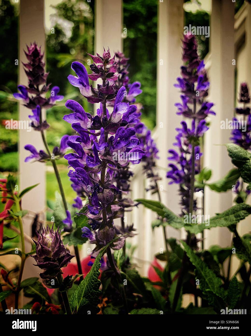 Flower blossoms of woodland sage - Smartphone Captured Stock Image