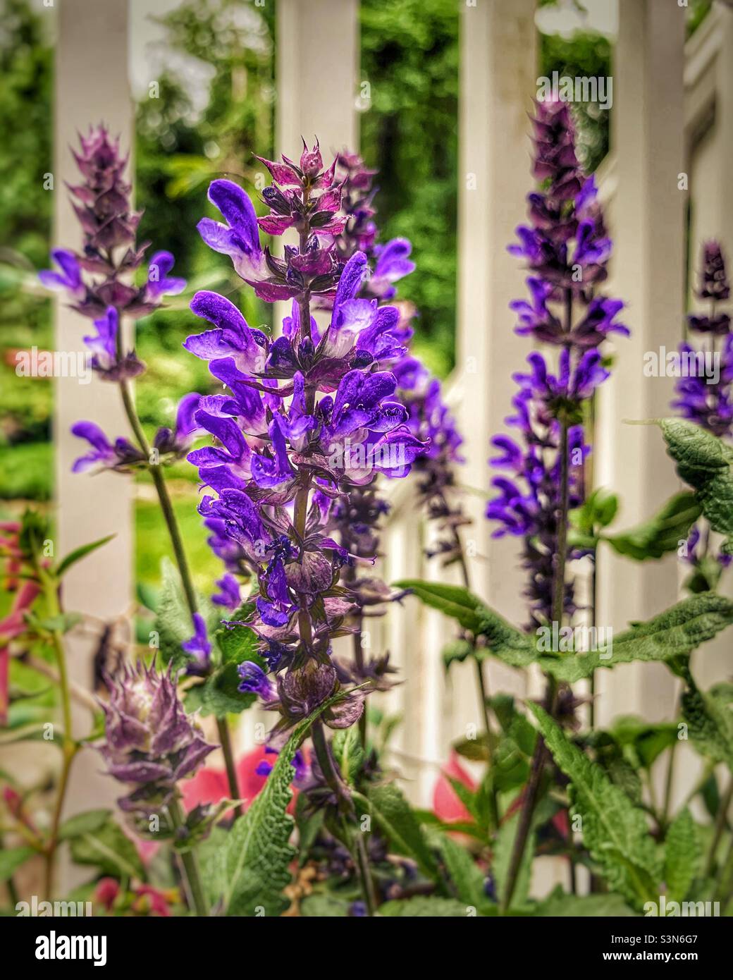 Lovely woodland sage flowers - Smartphone Captured Stock Image