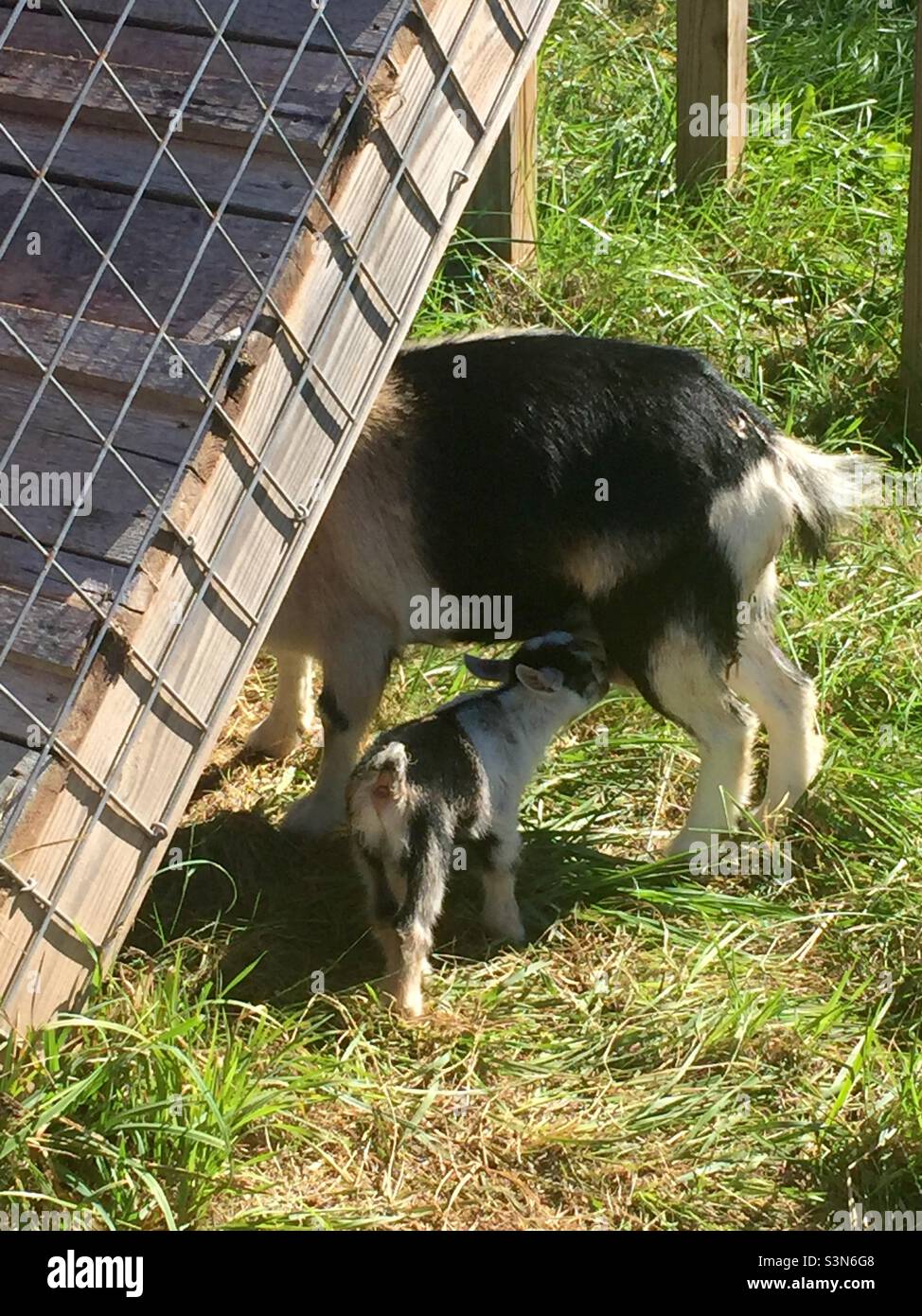 Mother goat with Baby goat nursing Stock Photo