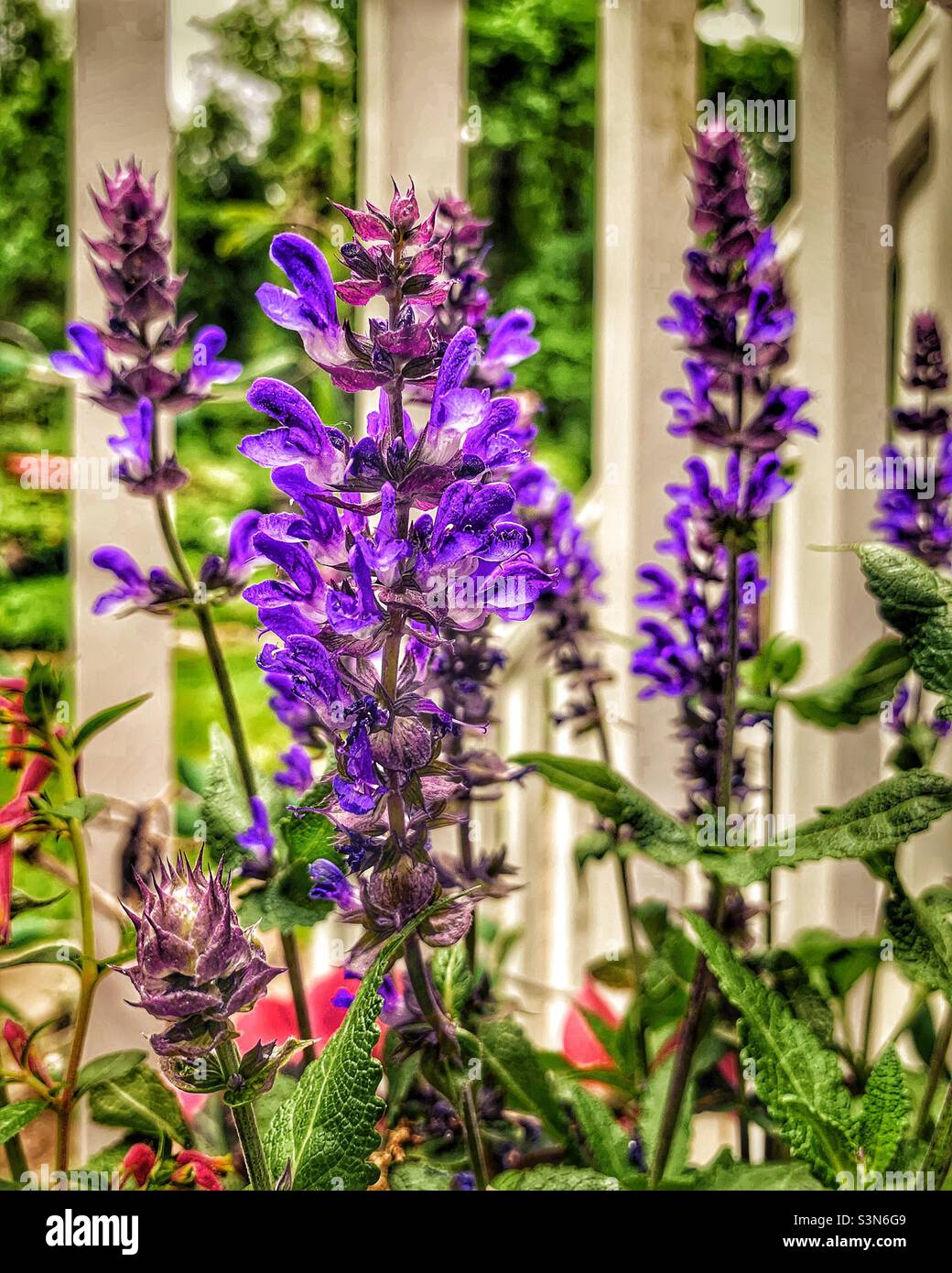 Gorgeous flower blossoms of woodland sage - Smartphone Captured Stock Image