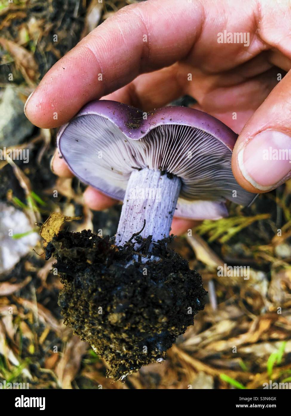 Foraging a Blewit mushroom Stock Photo