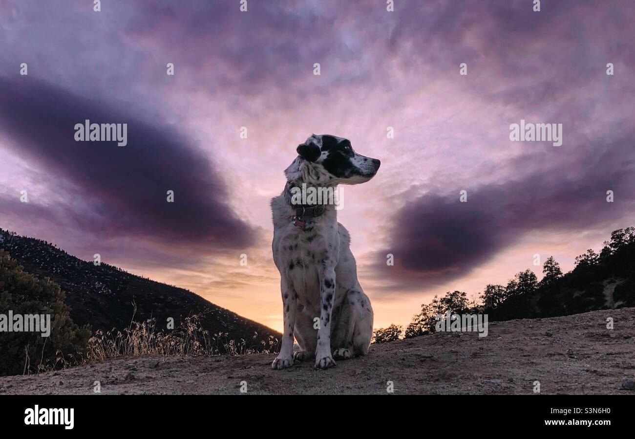 Black and white dog with clouds as angel wings Stock Photo
