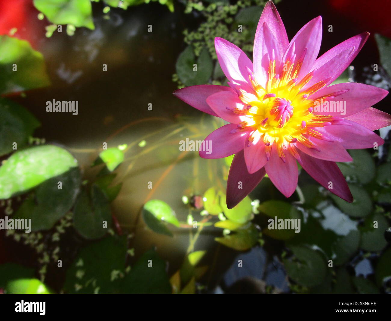Pink lily flowers is blooming on the lake - Smartphone Captured Stock Image
