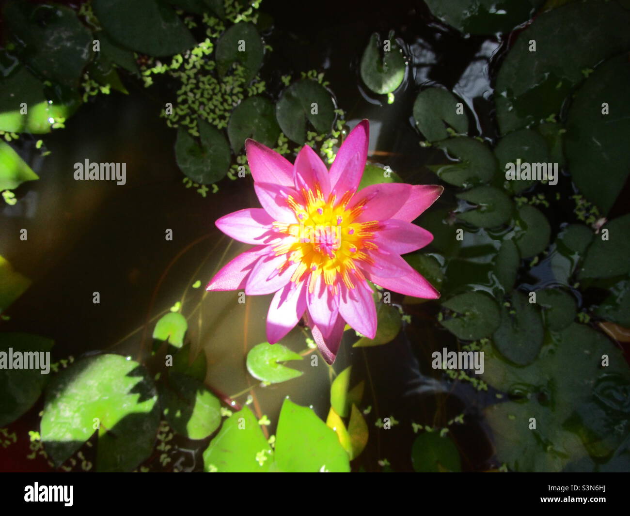 Pink Lily Flowers Is Blooming On The Lake top View Camera Stock Photo Pink lily flowers is blooming on the lake top view camera stock photo