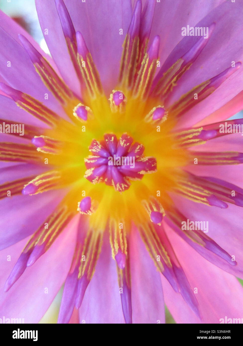 Close-up shot of water lilies blooming on the lake (pink flowers) beautiful and colorful (February 2nd) - Smartphone Captured Stock Image