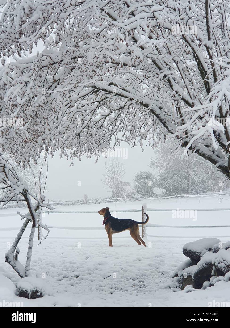Dog in snow Stock Photo