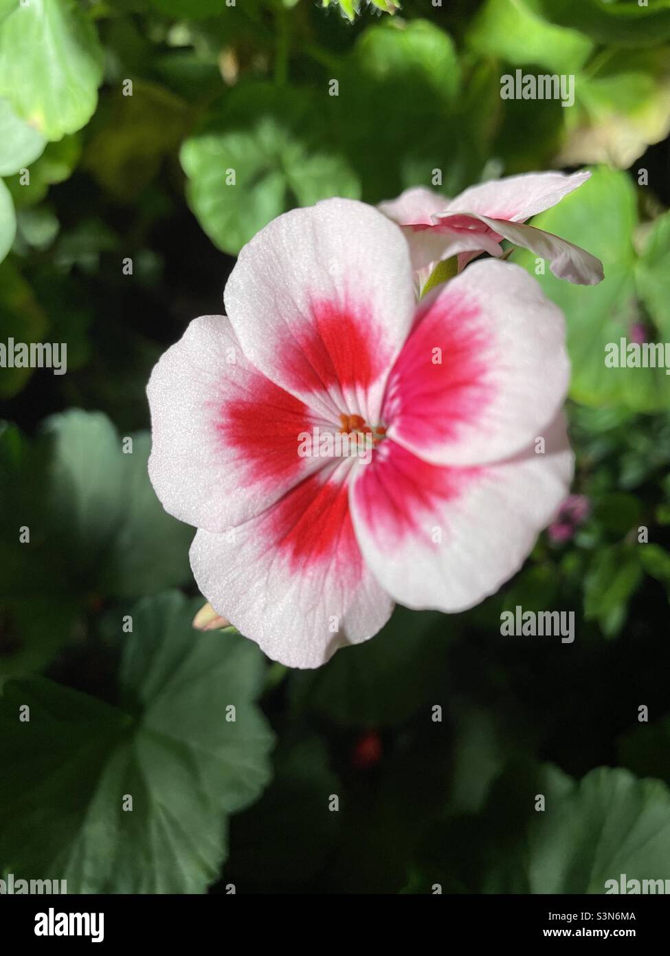 Shy flower bloom in pink Stock Photo