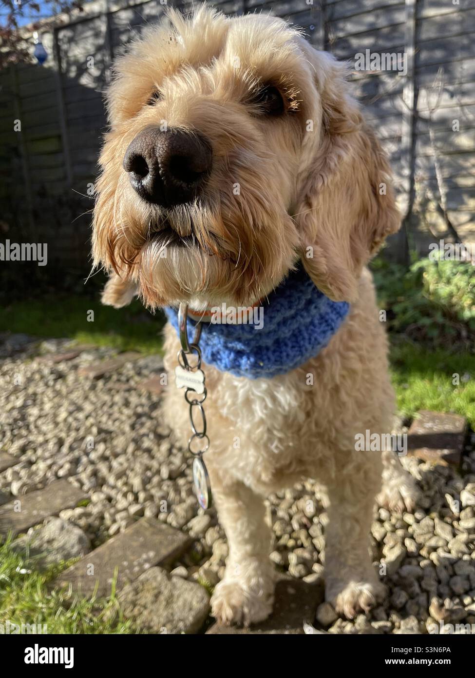Buzz Reynolds Cockapoo in a snood garden pet dog - Smartphone Captured Stock Image