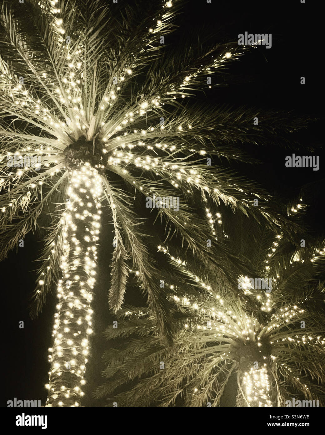 December, 2021, holiday lights on palm trees, Miami Beach, Florida, United States, North America - Smartphone Captured Stock Image