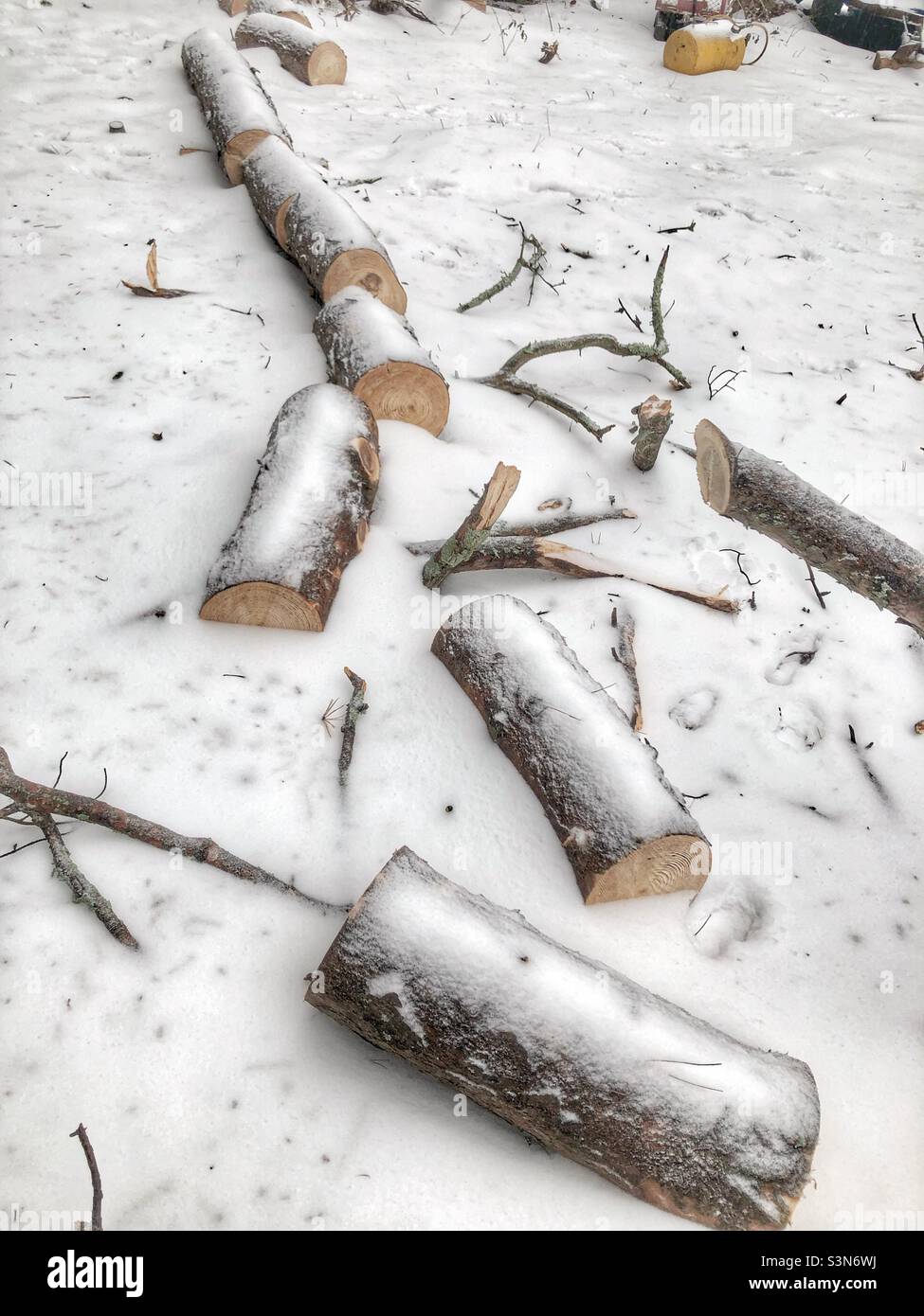 Snowy logs from fallen tree - Smartphone Captured Stock Image