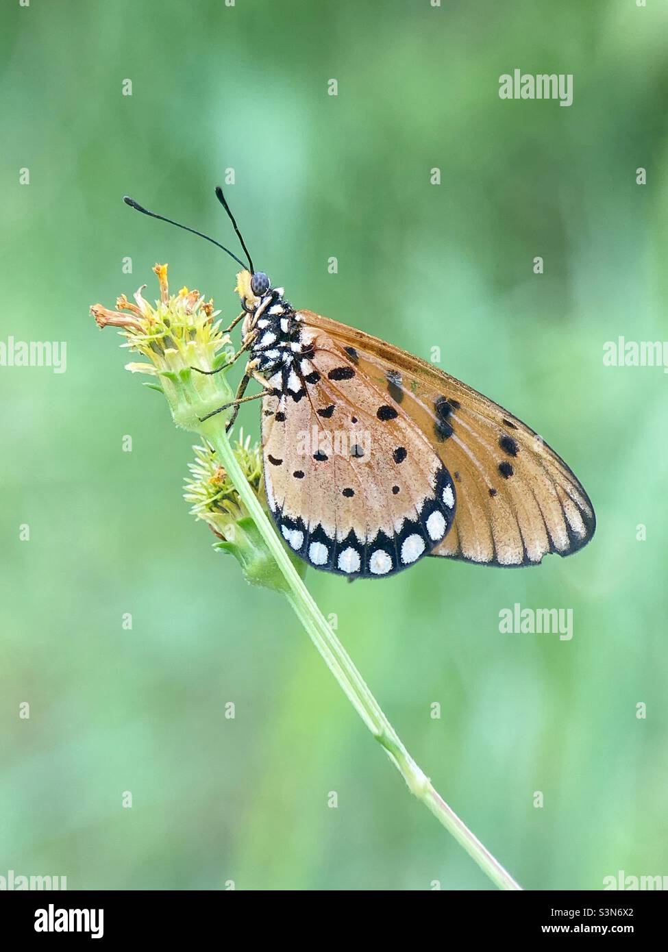 Acraea Terpsicore.. can be seen in abundance wherever its larval food plant (Passiflora Spesies) is found. Stock Photo