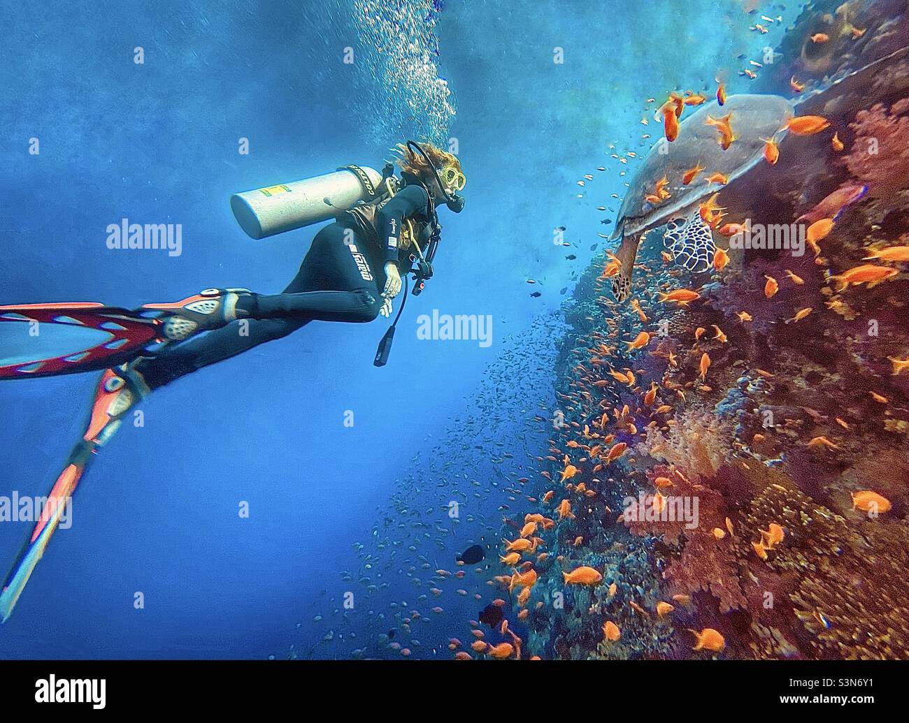 Scuba diver woman on the coral reef with turtle in Egypt - Smartphone Captured Stock Image