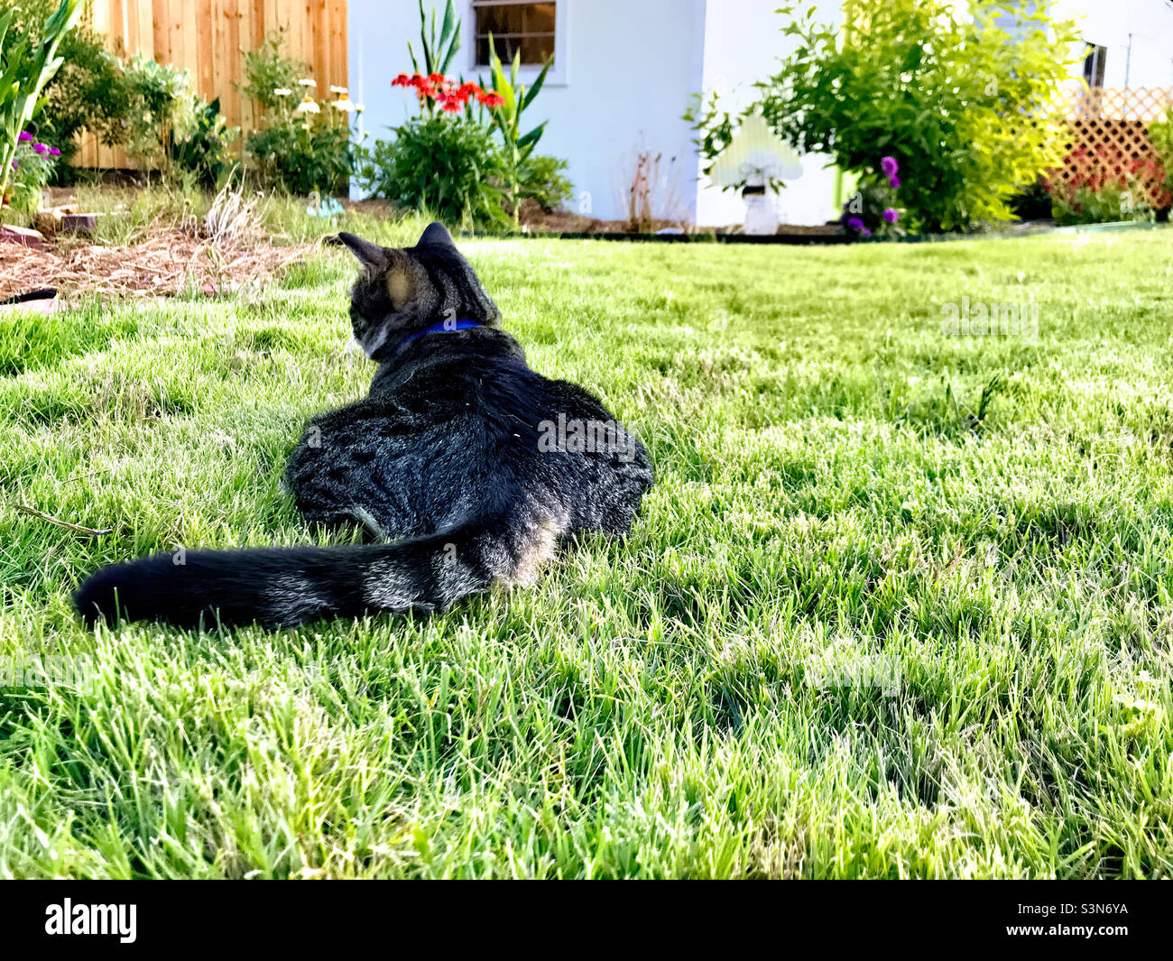 Female short haired tabby cat is enjoying fresh cut zoysia grass in her backyard while she watches for birds. Stock Photo