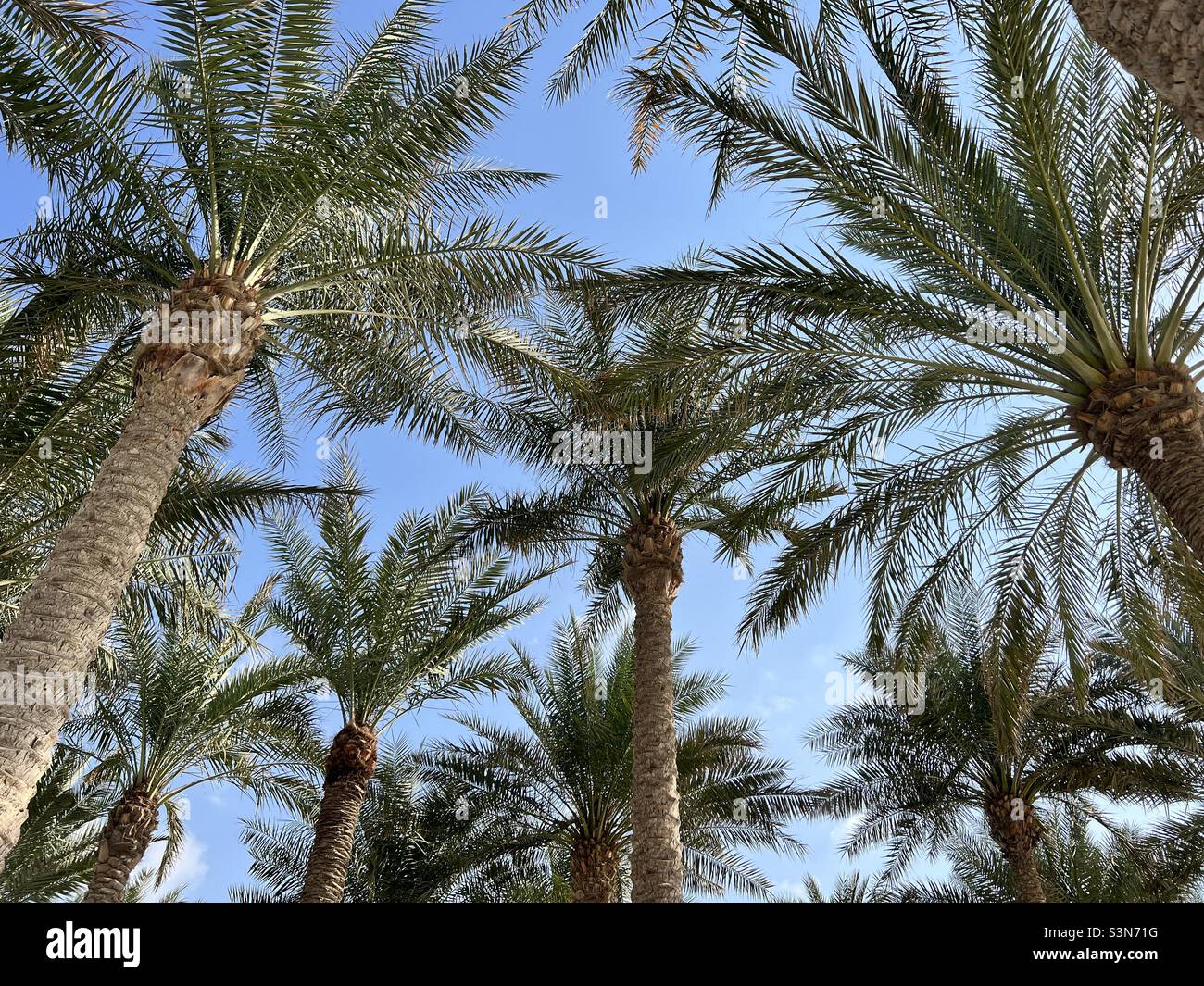 Looking up at the sky through Palm Trees Stock Photo