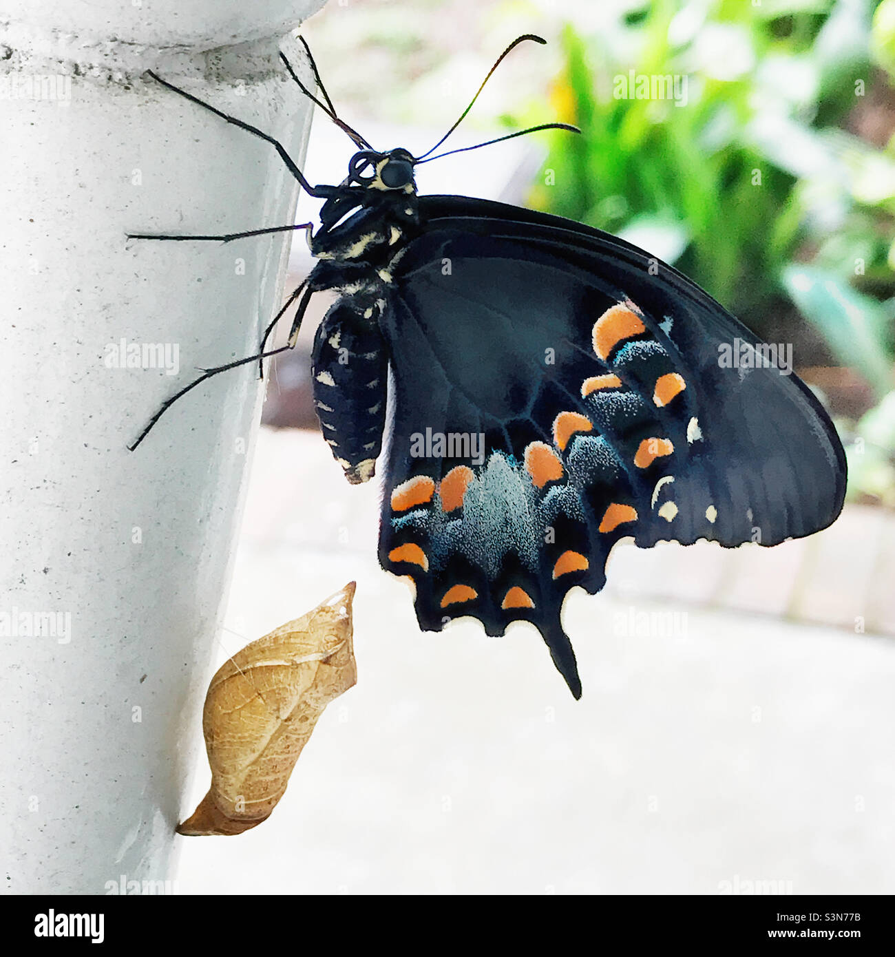Newly emerged spicebush swallowtail butterfly from its chrysalis that is attached to a porch rocking chair. Stock Photo