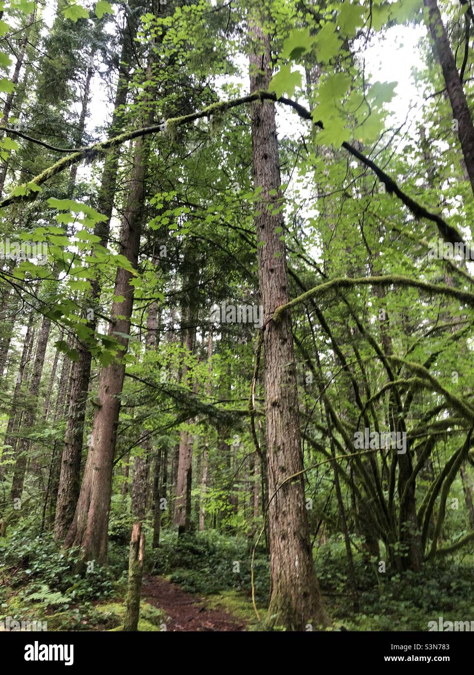 Washington State Trees Stock Photo Alamy