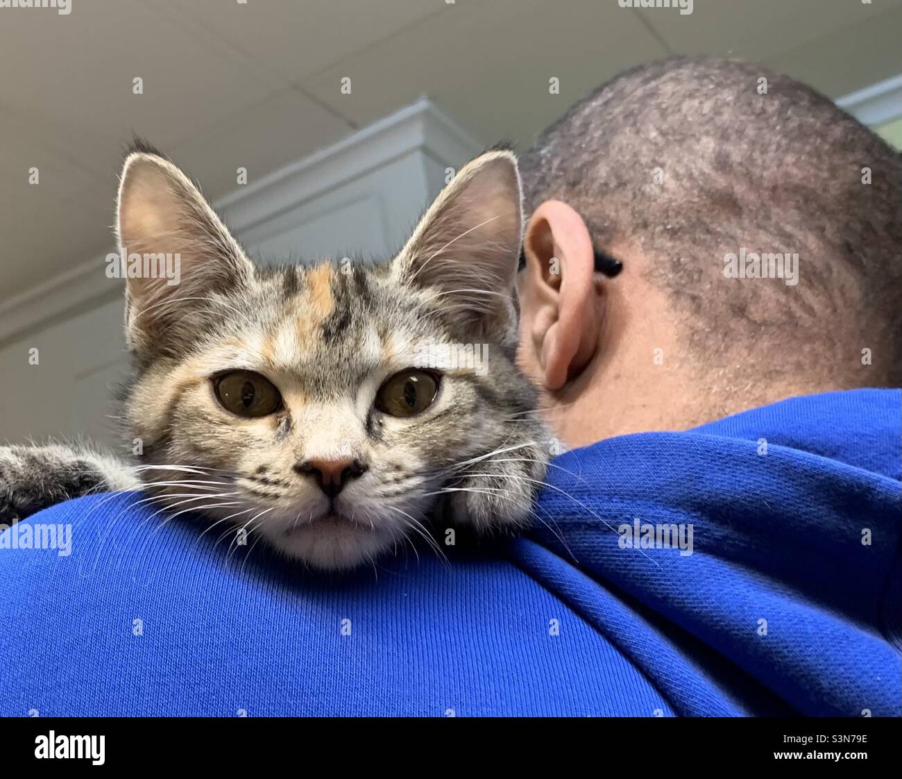 Best kitten hi-res stock photography and images - Alamy